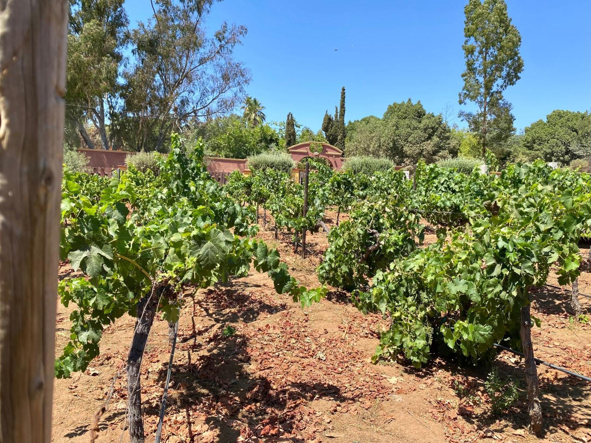 Tierra Mia Hacienda Ruta Del Vino Hotel Guadalupe Eksteriør billede