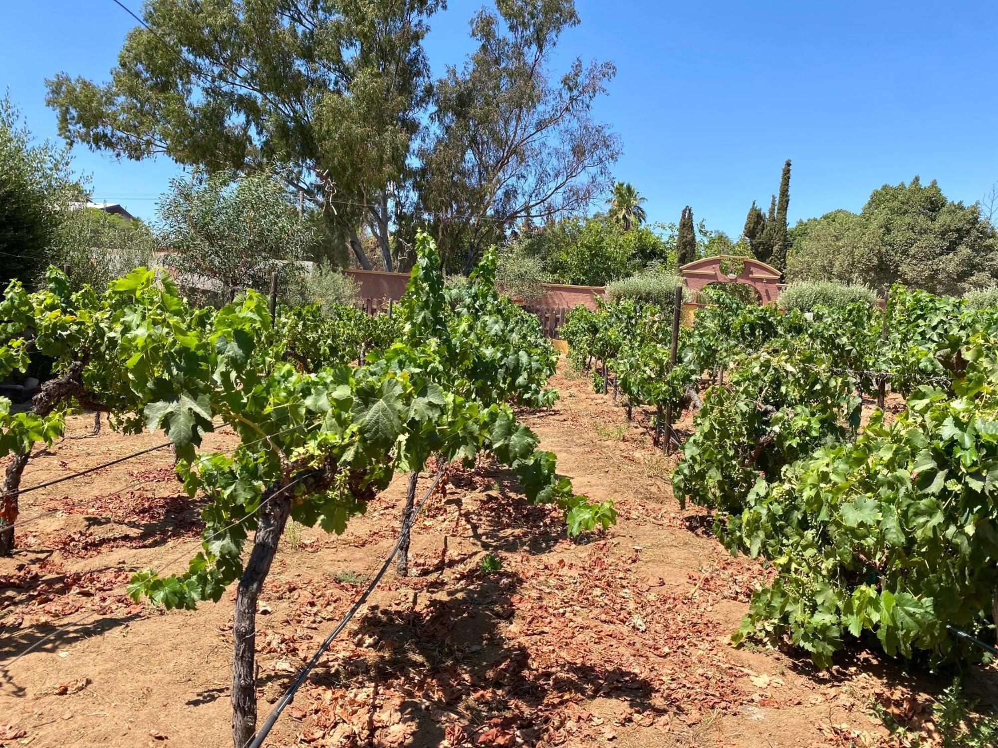 Tierra Mia Hacienda Ruta Del Vino Hotel Guadalupe Eksteriør billede